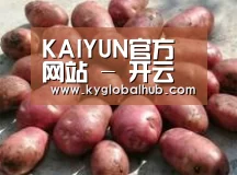 产品展示标题5