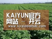 种植基地五(图1)