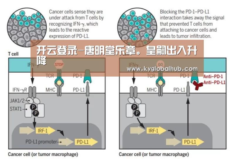 开云体育官方